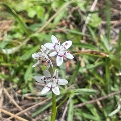 Wurmbea dioica subsp. dioica (Early Nancy) at Bendoura, NSW - 19 Oct 2024 by JaneR