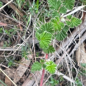 Rubus parvifolius at Bendoura, NSW - 19 Oct 2024 02:03 PM