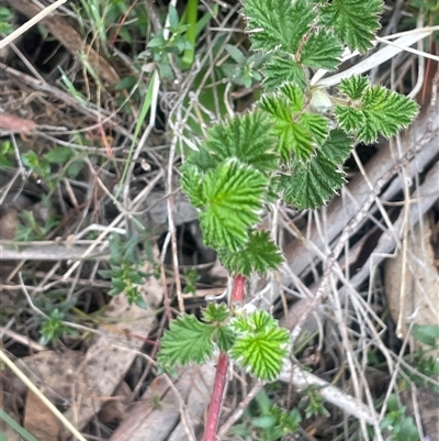 Rubus parvifolius (Native Raspberry) at Bendoura, NSW - 19 Oct 2024 by JaneR