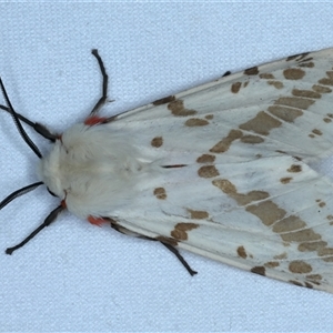 Ardices canescens at Rosedale, NSW - 18 Oct 2024 10:44 PM