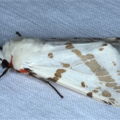 Ardices canescens at Rosedale, NSW - 18 Oct 2024 10:44 PM