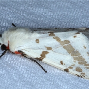 Ardices canescens at Rosedale, NSW - 18 Oct 2024 10:44 PM