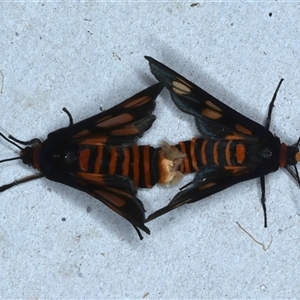 Amata (genus) at Rosedale, NSW - 18 Oct 2024 10:41 PM
