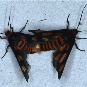 Amata (genus) at Rosedale, NSW - 18 Oct 2024 10:41 PM