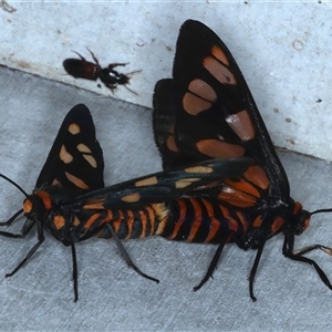 Amata (genus) at Rosedale, NSW - 18 Oct 2024