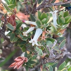 Brachyloma daphnoides (Daphne Heath) at Bendoura, NSW - 19 Oct 2024 by JaneR