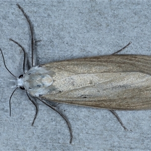 Scirpophaga imparellus at Rosedale, NSW - 18 Oct 2024