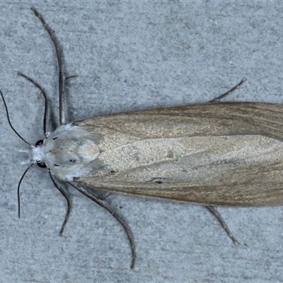 Scirpophaga imparellus (Schoenobiinae, Crambidae) at Rosedale, NSW - 18 Oct 2024 by jb2602