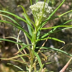 Cassinia longifolia (Shiny Cassinia, Cauliflower Bush) at Bendoura, NSW - 19 Oct 2024 by JaneR