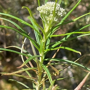 Cassinia longifolia at Bendoura, NSW - 19 Oct 2024