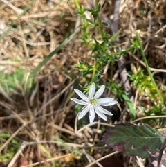 Stellaria pungens (Prickly Starwort) at Bendoura, NSW - 19 Oct 2024 by JaneR