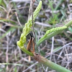 Microtis sp. (Onion Orchid) at Bendoura, NSW - 19 Oct 2024 by JaneR