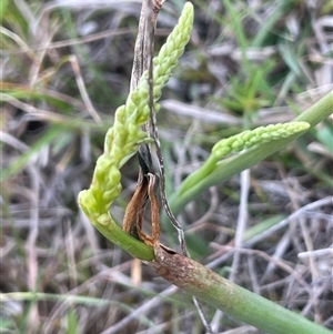 Microtis sp. at Bendoura, NSW - suppressed