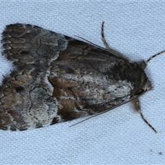 Alophosoma emmelopis at Rosedale, NSW - 18 Oct 2024 08:23 PM