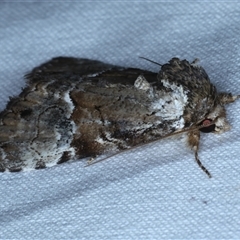 Alophosoma emmelopis at Rosedale, NSW - 18 Oct 2024 08:23 PM