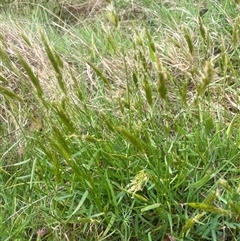 Anthoxanthum odoratum (Sweet Vernal Grass) at Bendoura, NSW - 19 Oct 2024 by JaneR