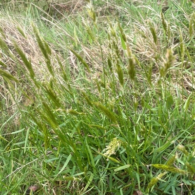 Anthoxanthum odoratum (Sweet Vernal Grass) at Bendoura, NSW - 19 Oct 2024 by JaneR