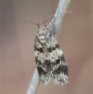 Barea (genus) at Deakin, ACT - 18 Oct 2024 11:25 AM