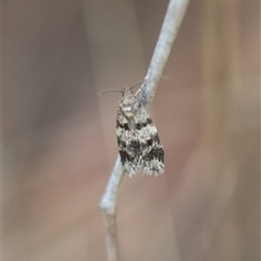 Barea (genus) at Deakin, ACT - 18 Oct 2024