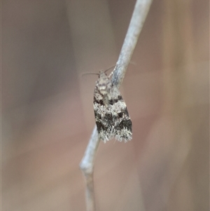 Barea (genus) at Deakin, ACT - 18 Oct 2024