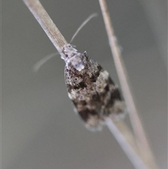 Barea (genus) at Deakin, ACT - 18 Oct 2024