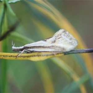 Thema macroscia at Deakin, ACT - 18 Oct 2024 11:14 AM