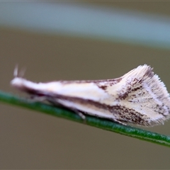 Thema macroscia at Deakin, ACT - 18 Oct 2024 11:14 AM