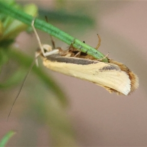 Philobota protecta at Hughes, ACT - 18 Oct 2024