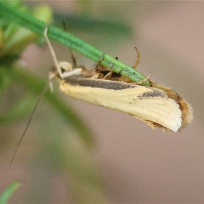 Philobota protecta (A concealer moth) at Hughes, ACT - 17 Oct 2024 by LisaH