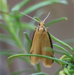 Philobota protecta at Hughes, ACT - 18 Oct 2024