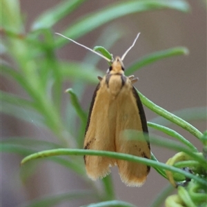 Philobota protecta at Hughes, ACT - 18 Oct 2024