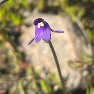 Utricularia dichotoma at Bendoura, NSW - 19 Oct 2024