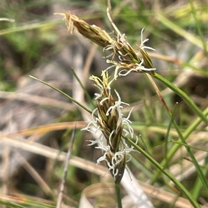 Carex chlorantha at Bendoura, NSW - 19 Oct 2024 01:17 PM