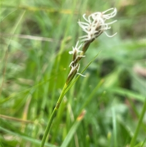 Carex chlorantha at Bendoura, NSW - 19 Oct 2024 01:17 PM