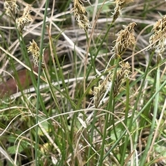 Carex chlorantha at Bendoura, NSW - 19 Oct 2024 01:17 PM