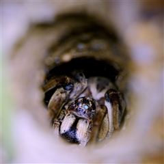 Tasmanicosa sp. (genus) (Tasmanicosa wolf spider) at Kambah, ACT - 19 Oct 2024 by regeraghty