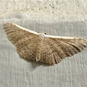 Idaea costaria at Ainslie, ACT - 4 Oct 2024 08:40 PM