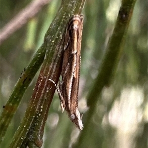 Eutorna (genus) at Ainslie, ACT - 19 Oct 2024 03:38 PM