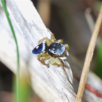 Maratus hesperus (Venus Peacock Spider) at Watson, ACT - 19 Oct 2024 by Harrisi