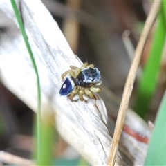 Maratus hesperus at Watson, ACT - 19 Oct 2024