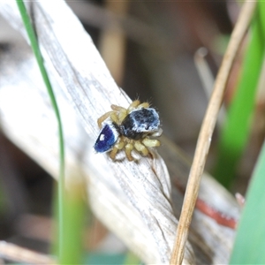 Maratus hesperus at Watson, ACT - 19 Oct 2024