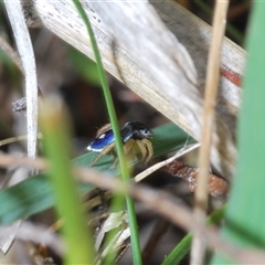 Maratus hesperus at Watson, ACT - 19 Oct 2024