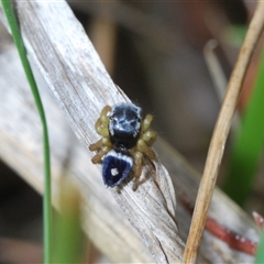 Maratus hesperus at Watson, ACT - 19 Oct 2024