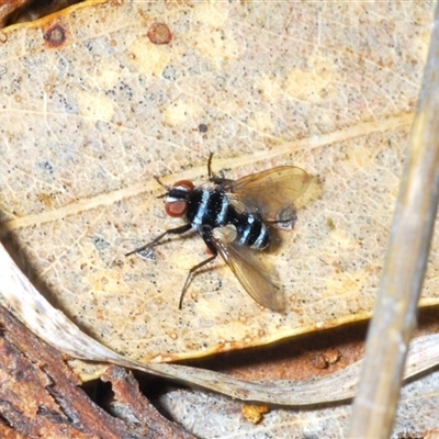 Trigonospila sp. (genus) (A Bristle Fly) at Watson, ACT - 19 Oct 2024 by Harrisi