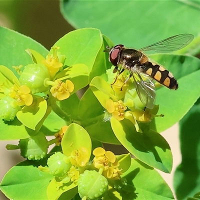 Unidentified Hover fly (Syrphidae) at Wodonga, VIC - 19 Oct 2024 by KylieWaldon