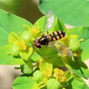 Melangyna viridiceps at Wodonga, VIC - 19 Oct 2024