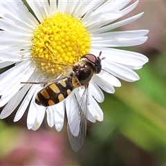 Melangyna viridiceps at Wodonga, VIC - 19 Oct 2024