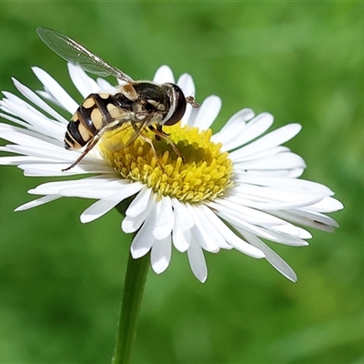 Unidentified Hover fly (Syrphidae) at Wodonga, VIC - 19 Oct 2024 by KylieWaldon