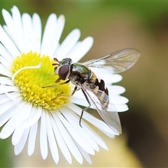 Unidentified Hover fly (Syrphidae) at Wodonga, VIC - 19 Oct 2024 by KylieWaldon