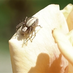 Oxyopes sp. (genus) at Wodonga, VIC - 19 Oct 2024 by KylieWaldon